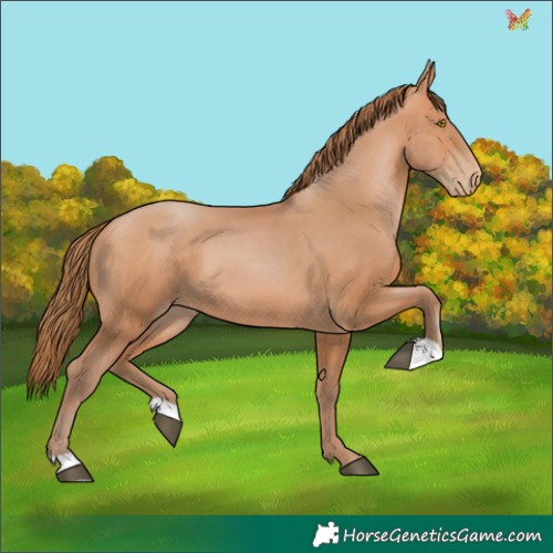 Horse Color:Bay Pearl 