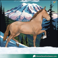Horse Color:Bay Pearl