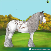 Horse Color:Silver Brown Splash Appaloosa 