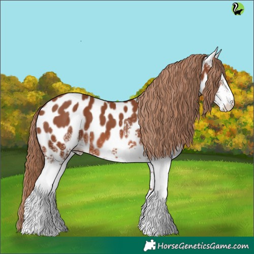 Horse Color:White Spotted Chestnut Appaloosa 