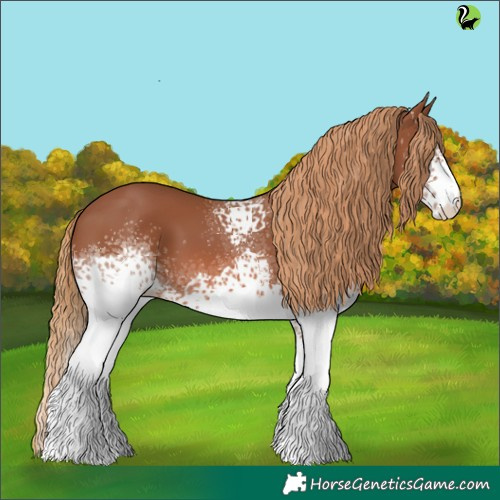 Horse Color:White Spotted Chestnut