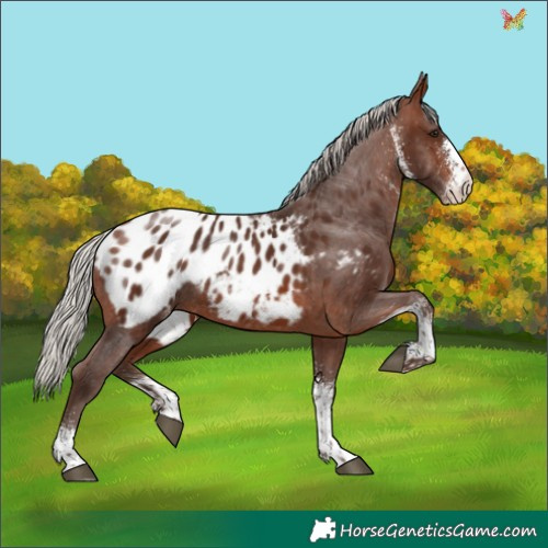 Horse Color:White Spotted Silver Brown Appaloosa 