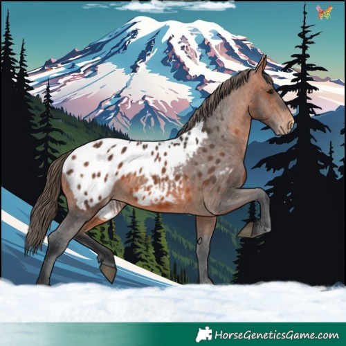 Horse Color:Bay Appaloosa 