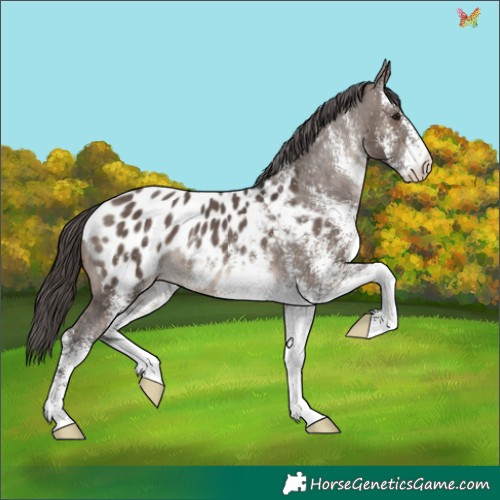 Horse Color:White Spotted Brown Dun Appaloosa 