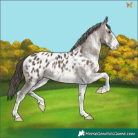 Horse Color:White Spotted Brown Dun Appaloosa