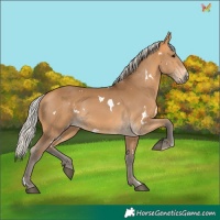 Horse Color:White Spotted Silver Buckskin 