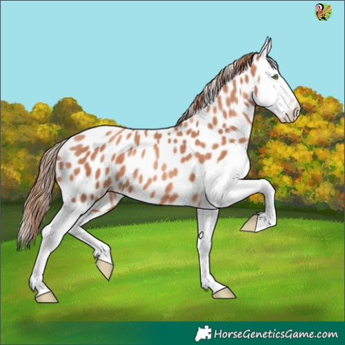 Horse Color:Gold Champagne Splash Appaloosa 