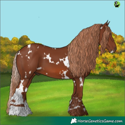 Horse Color:White Spotted Chestnut 