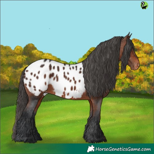 Horse Color:Brown Appaloosa 