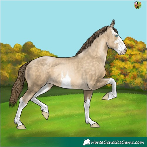 Horse Color:White Spotted Buckskin Pearl 
