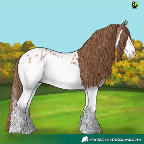 Horse Color:Black Pearl Splash Appaloosa 