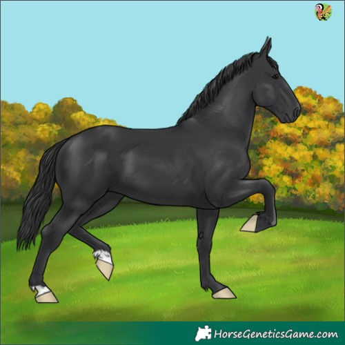 Horse Color:Black 