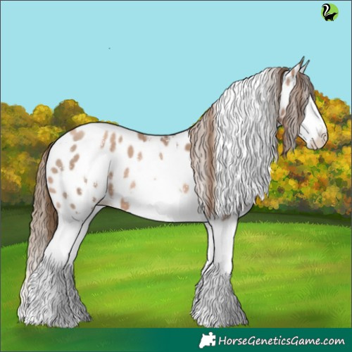 Horse Color:Liver Chestnut Pearl Sabino Splash Appaloosa 