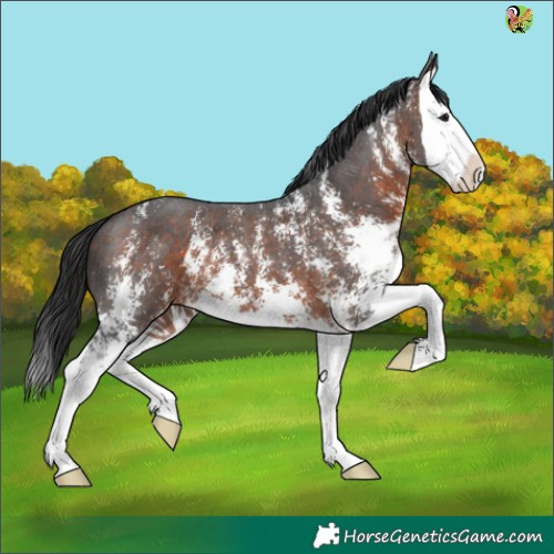 Horse Color:Brown Sabino Splash 