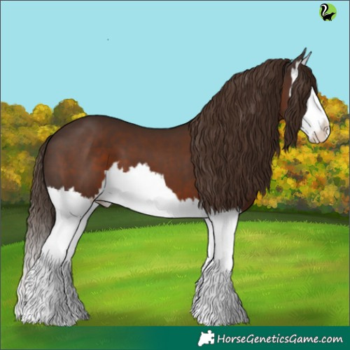 Horse Color:Liver Chestnut Splash 
