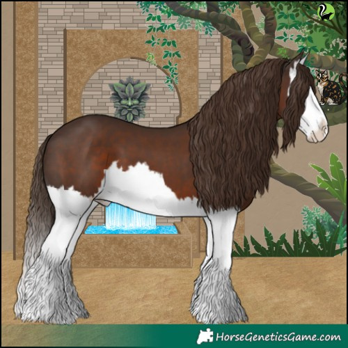 Horse Color:Liver Chestnut Splash 