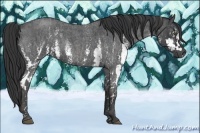 Horse Color:White Spotted Blue Roan Rabicano  Brindle