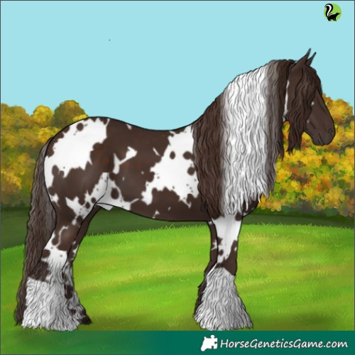 Horse Color:White Spotted Liver Chestnut 