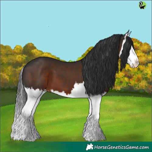 Horse Color:Liver Chestnut Splash 