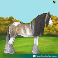 Horse Color:White Spotted Buckskin Dun Splash Blanket 