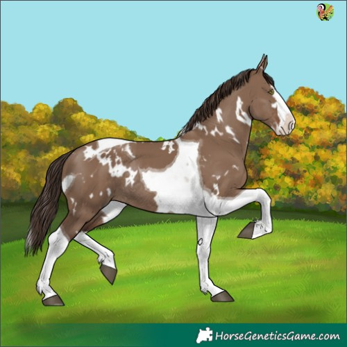 Horse Color:White Spotted Liver Red Dun Splash Tobiano Rabicano