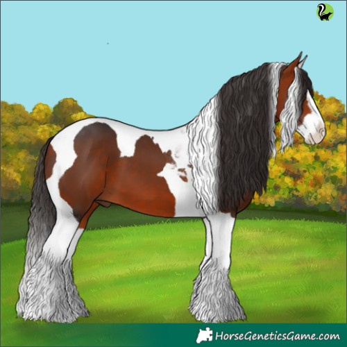 Horse Color:Bay Splash Tobiano 