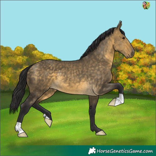 Horse Color:Buckskin Dun 