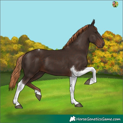 Horse Color:Liver Chestnut Tobiano 