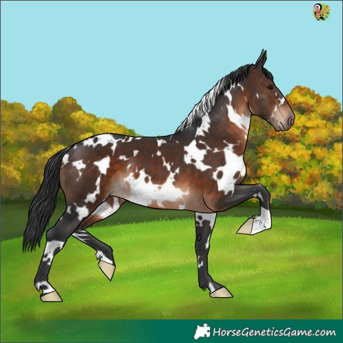 Horse Color:White Spotted Brown 