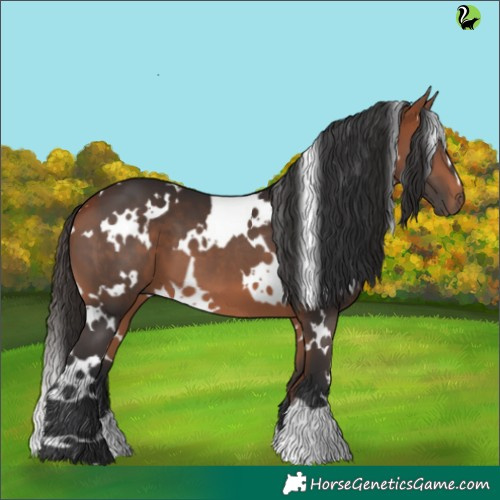 Horse Color:White Spotted Bay 