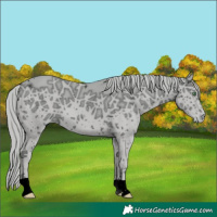 Horse Color:ERROR: UNKNOWN ANOMALY