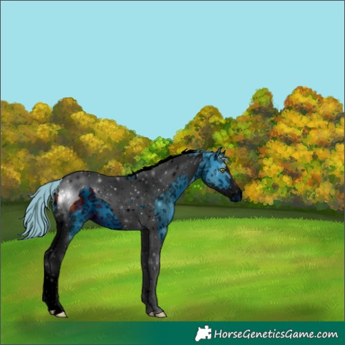 Horse Color:ERROR: UNKNOWN ANOMALY