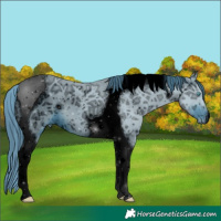 Horse Color:ERROR: UNKNOWN ANOMALY