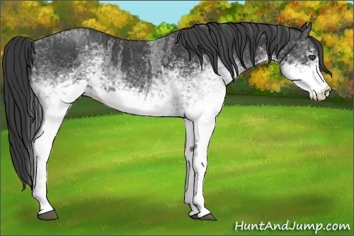 Horse Color:White Spotted Blue Roan Rabicano  Brindle