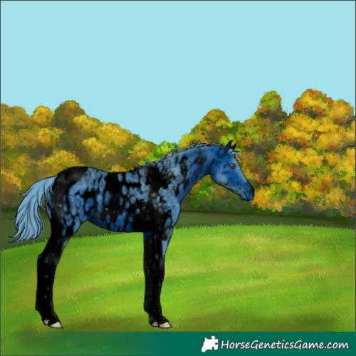 Horse Color:ERROR: UNKNOWN ANOMALY