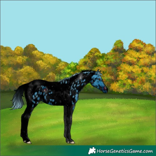 Horse Color:ERROR: UNKNOWN ANOMALY