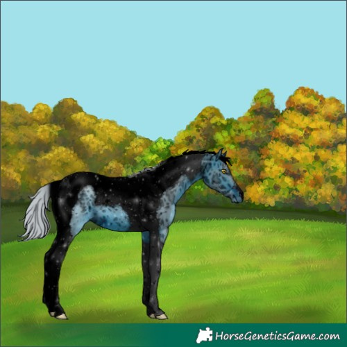 Horse Color:ERROR: UNKNOWN ANOMALY