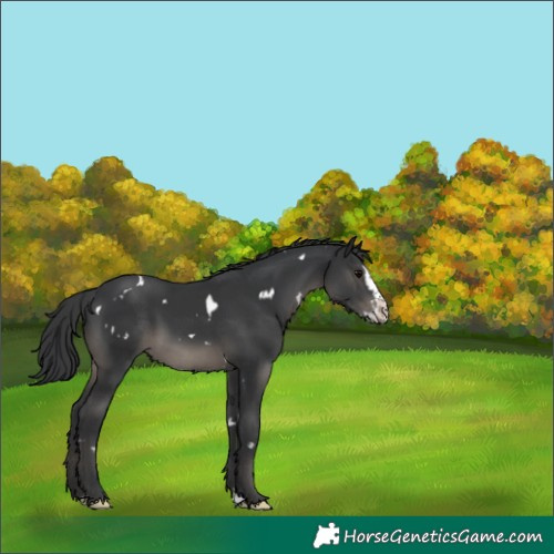 Horse Color:White Spotted Black Splash 