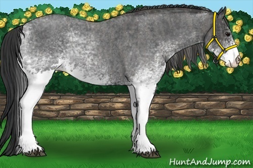 Horse Color:White Spotted Blue Roan Rabicano  Brindle