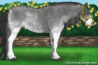 Horse Color:White Spotted Blue Roan Rabicano  Brindle