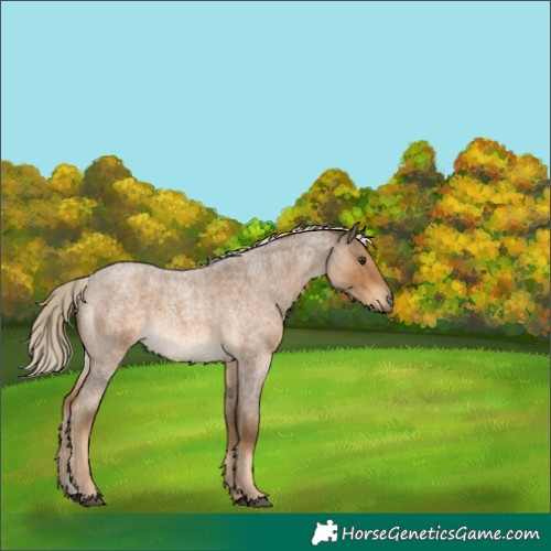 Horse Color:Chocolate Palomino Roan 