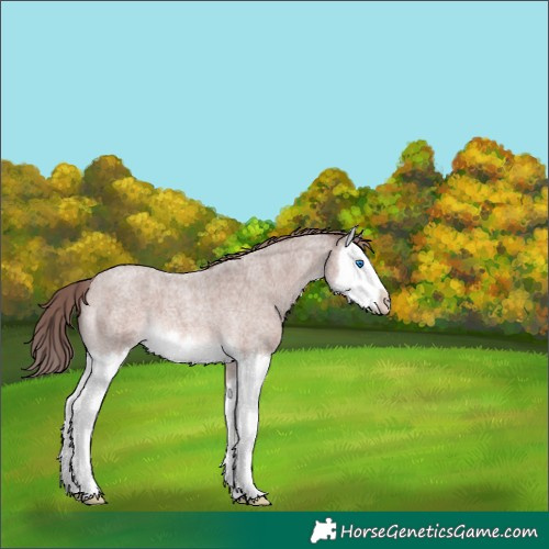 Horse Color:Platinum Red Roan Splash 