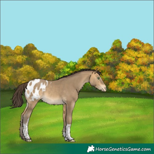 Horse Color:Sable Cream Champagne Tobiano Appaloosa 