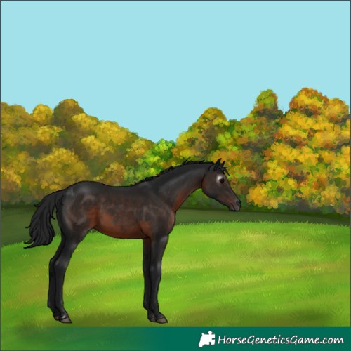 Horse Color:Gray Brown Rabicano 