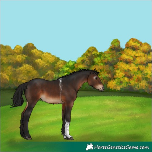 Horse Color:Gray Bay Tobiano 