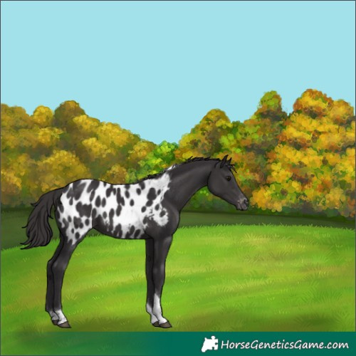 Horse Color:Smoky Black Tobiano Appaloosa 