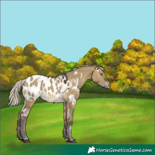 Horse Color:White Spotted Silver Buckskin Dun Appaloosa 