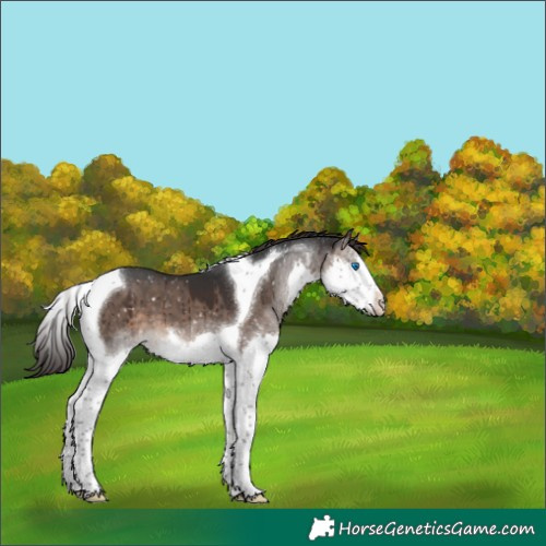 Horse Color:Brown Dun Splash Tobiano Appaloosa Brindle 