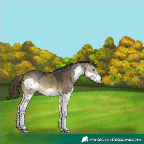 Horse Color:Buckskin Dun Splash Appaloosa Brindle 