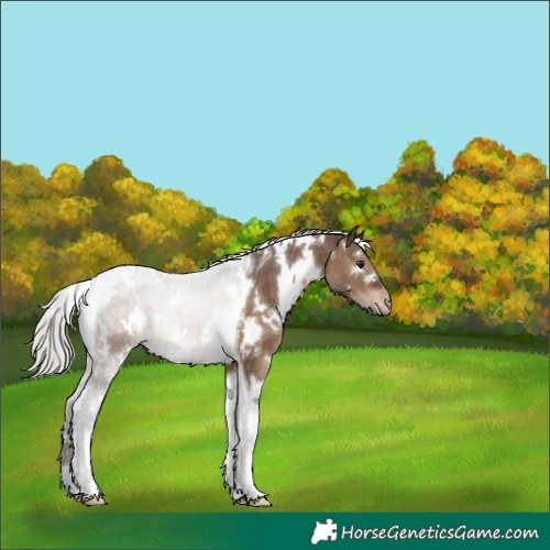 Horse Color:White Spotted Silver Brown Dun Tobiano Appaloosa Brindle 
